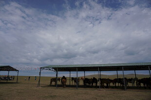 草原上的马匹棚舍景观