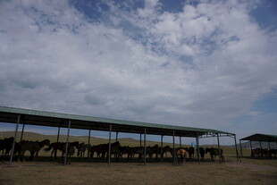 草原上的牲畜棚舍
