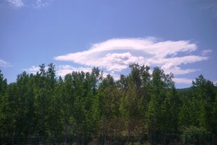 蓝天绿树间的云朵