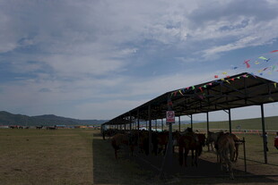 草原上的马匹棚舍