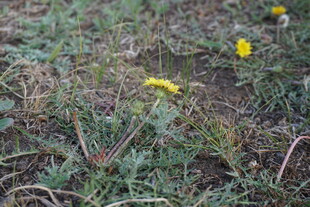 草地中的黄色小花