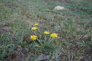 草地上的黄色小花