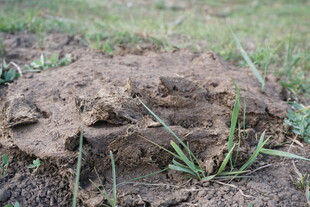 泥土中的草根与小植物