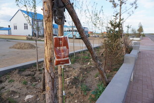 路边树木旁的红色标识牌