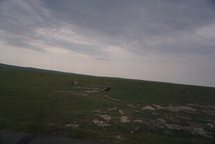 草原风光 远观零星动物