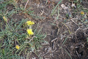 草地中的黄色小花