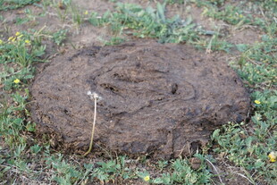 地面上的圆形土堆痕迹