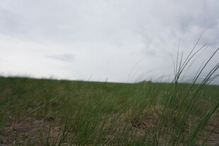 草原风光 绿意盎然