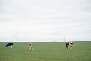 草原上悠闲的几头奶牛