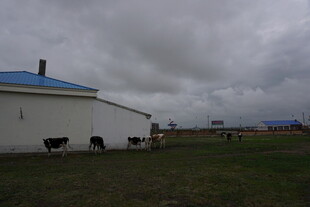 草原上的牛群与白色建筑