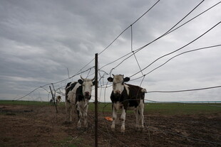 田野中围栏旁的几头奶牛