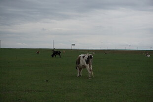 草原上的黑白花奶牛