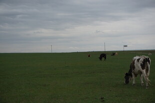草原上悠闲吃草的奶牛