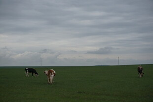 草原上悠闲的几匹马