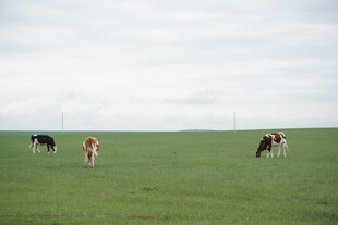 草原上的几头奶牛