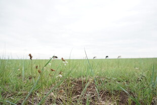 广袤草原上的悠闲动物
