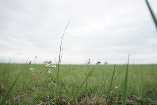 广袤绿野 清新自然景观