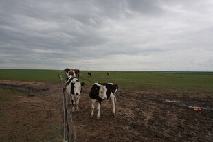 田野中的黑白花奶牛