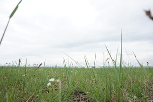 广袤绿野中的清新自然景观