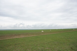 广袤绿野 天际云影
