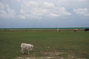 草原上悠闲吃草的牛群
