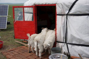 蒙古包外的羊群