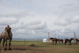 草原驼马与蒙古包景观