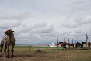 草原上的骆驼与马群