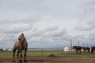 草原上的骑手与马匹