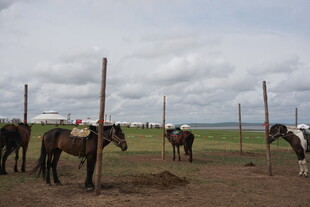 草原上的马匹与围栏