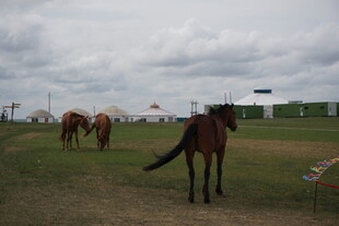 草原上的几匹马