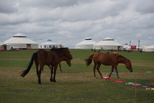 草原上的两匹马