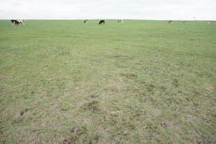 广袤草原上的悠闲牛群