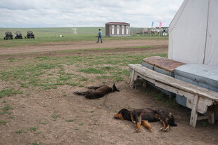 草原货车旁休憩的几头犬