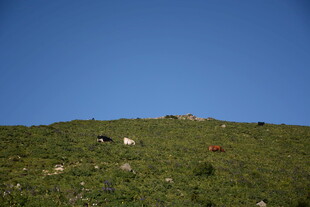 蓝天绿草间的山坡景致