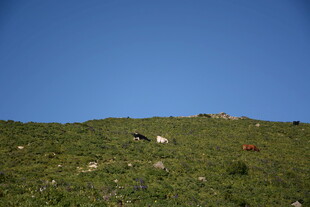 山坡上的动物与蓝天