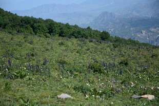 绿意盎然的山坡景色