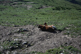 草原上的土拨鼠