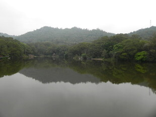 宁静湖景映山林