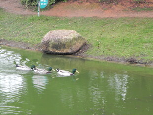 池塘边群鸭戏水