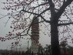 古塔旁繁花满树的景象