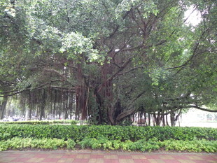 巨大榕树 繁茂绿植景观