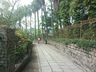 幽静石板小径 绿植环绕