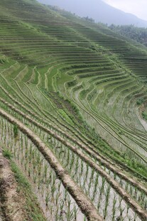 层层叠叠的美丽水稻梯田