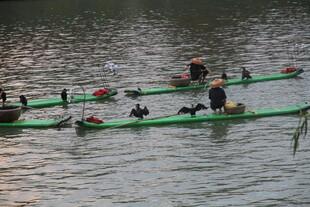水面上的竹筏与群鸭