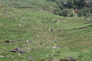 绿意盎然的开阔山坡景色