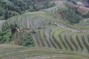 壮观梯田景观