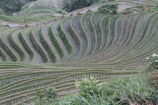 壮观的梯田景观