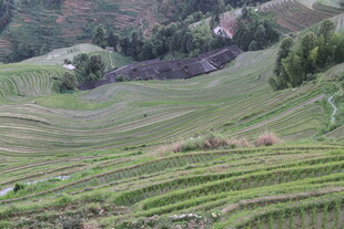 美丽梯田风光