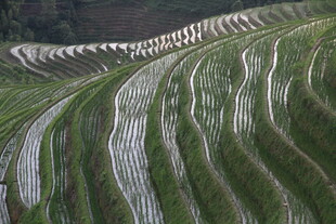 美丽壮观的层层绿色梯田